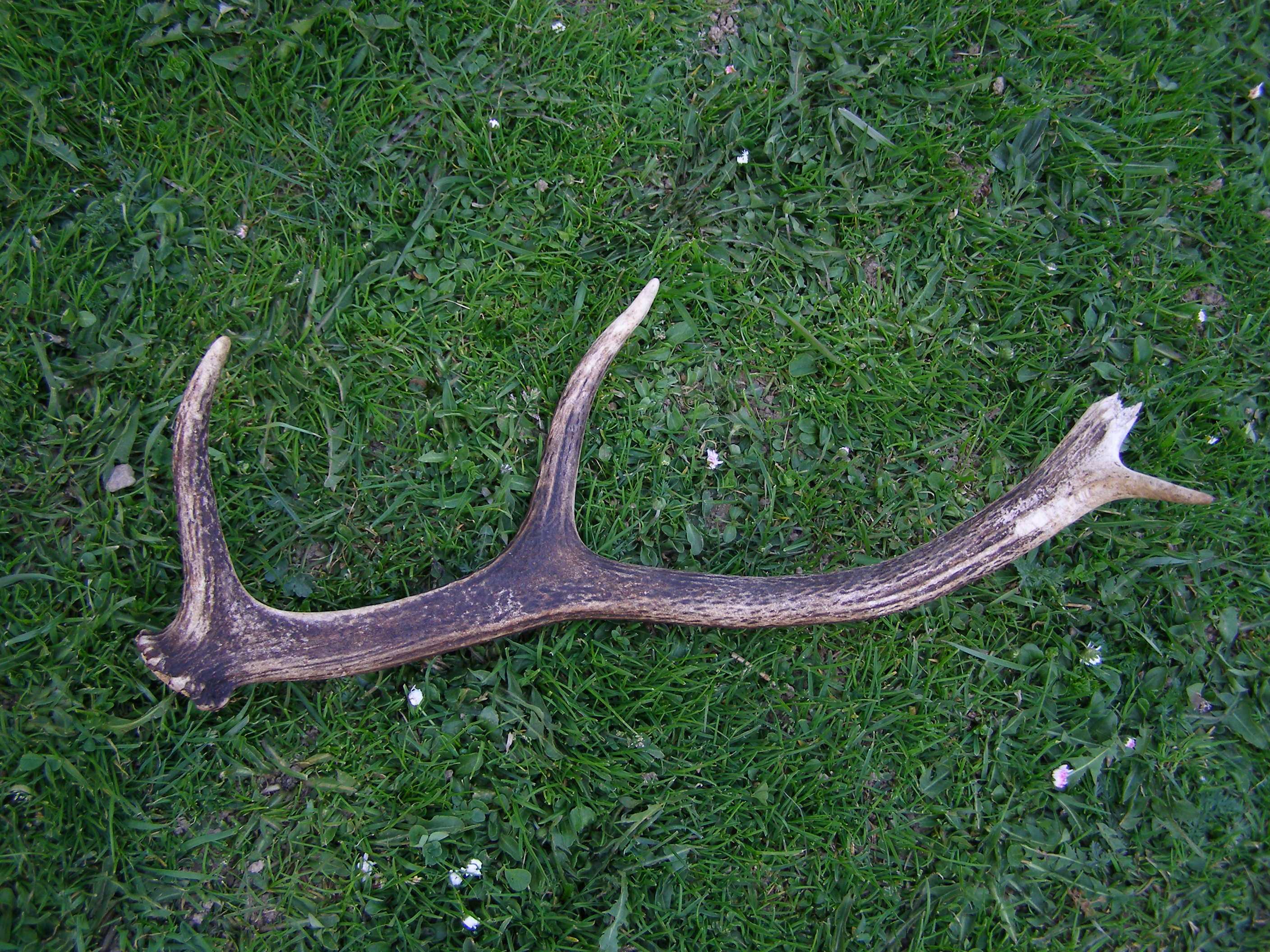 P4281426.JPG